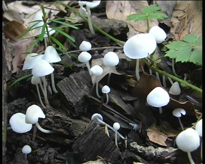 Winkel ( FRA ) 28.08.2004   2 Serie